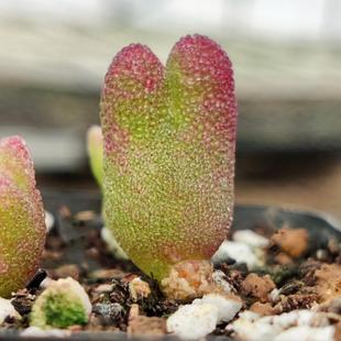 【枝干番杏系列】水晶小兔子、米粒、密叶糖球、冰晶 等多肉 考拉