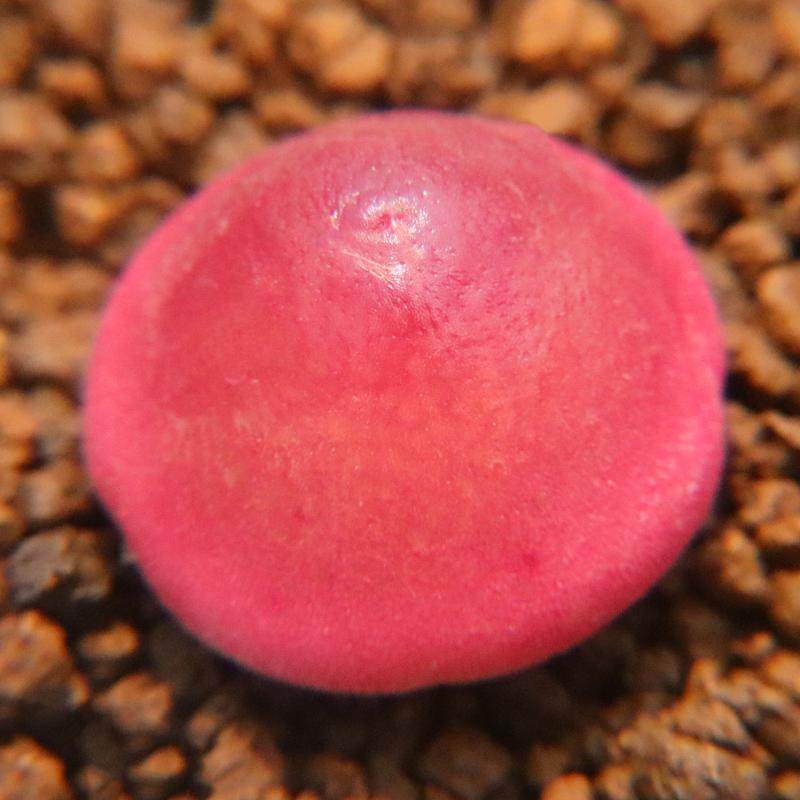 状态不错 大灯泡】一物一拍 红灯泡 肉锥多肉植物 考拉农场,鲜花速递/花卉仿真/绿植园艺,多肉植物,淘宝优惠券,粉丝福利购,淘宝优惠卷