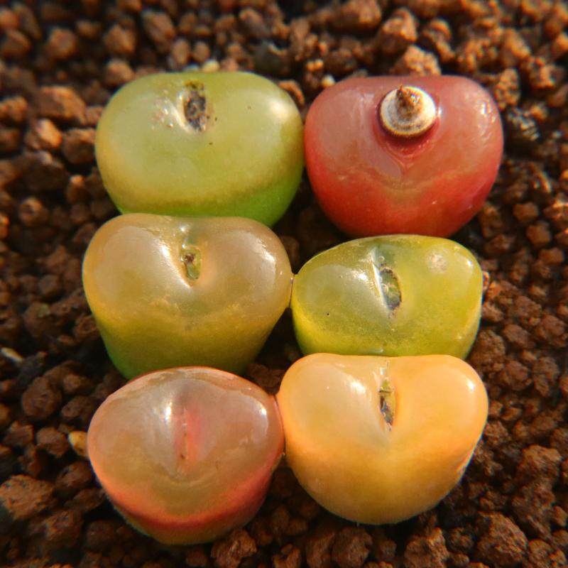 超级毛汉尼 3年苗~ 蟠桃水蜜桃红宝石 等 编号毛  mg1804 肉锥