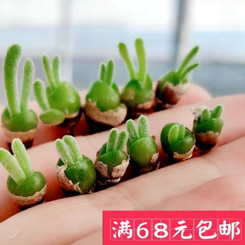 小兔子/碧光环】可爱兔耳多肉