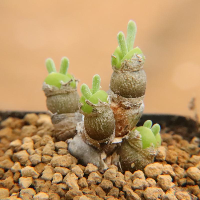 9.26更新 小兔子碧光环老桩已复苏 可爱多肉植物番杏科 一物一拍