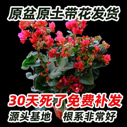 三角梅花重瓣单瓣带花发货四季开花室外可养爬藤植物盆栽花卉