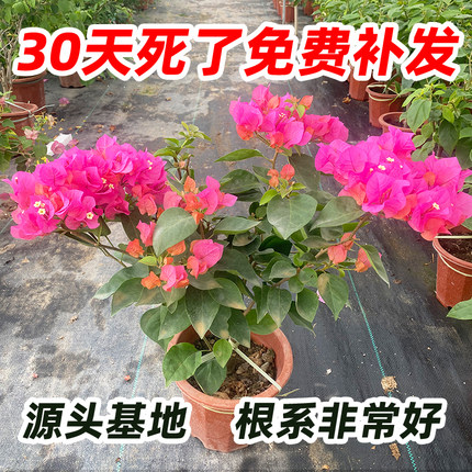 三角梅带花同安红盆栽大苗四季种植爬藤花卉攀援花卉植物重瓣