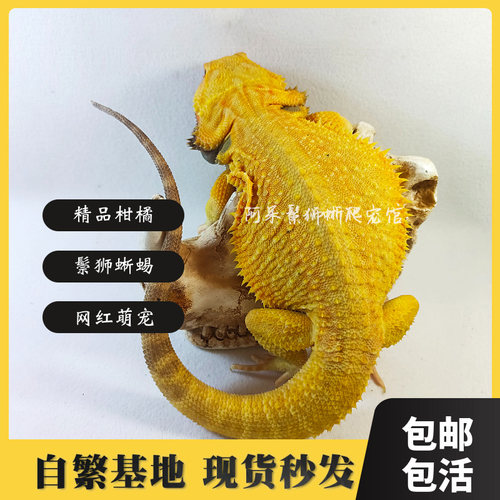 鬃狮蜥蜴幼体入门级网红潮流新手爬宠可爱温顺不咬人阿呆宠物热卖