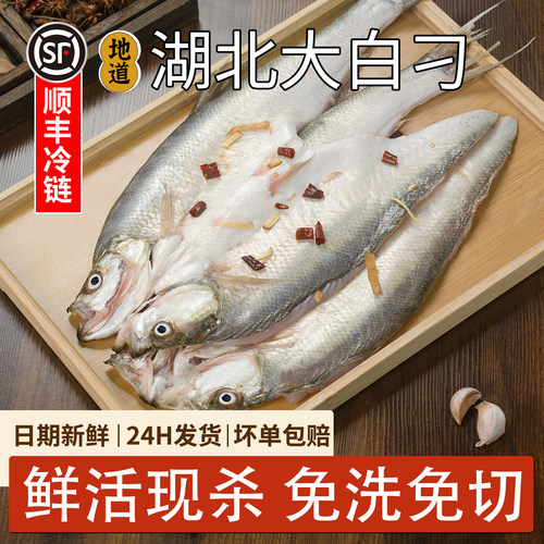 湖北特产大白刁活鱼微腌翘嘴鱼