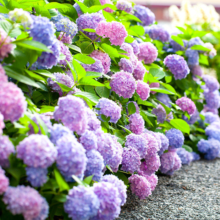 Xinjiang Uxmal grass seed Usmanson Seeds Osman Grass Seed Eyebrows UFA increase eyelashin the Flower delivery/Flowers simulation/Plants gardening , Flowers/Fruits and vegetables/Lawn seed (New) , Home &amp; Garden Seeds  category - from Buy2taobao.com to provide professional Taobao agent buy service