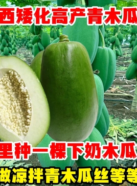 广西下奶青木瓜苗当年结果冰糖红肉黄肉脆甜木瓜树苗带土带叶发货