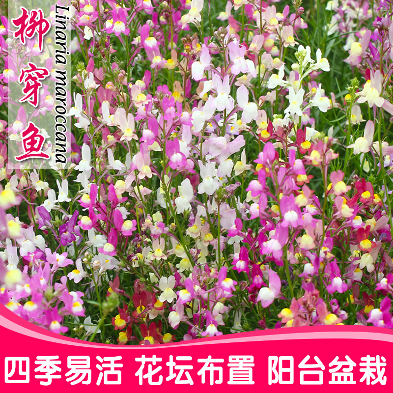 柳穿鱼种子混色四季易种姬金鱼草花种子冬季室外阳台盆栽包邮