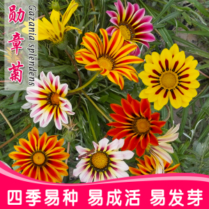 四季播种易活室内阳台包邮勋章菊