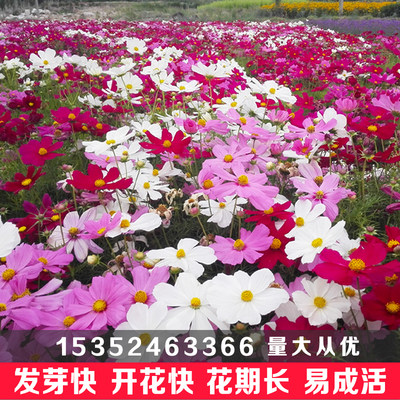 四季室外七彩混色格桑花波斯菊