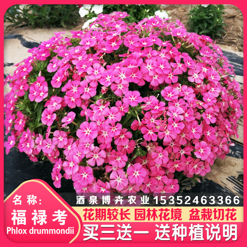 福禄考多年生宿根花种子四季易种易活阳台庭院室外景观混色花籽