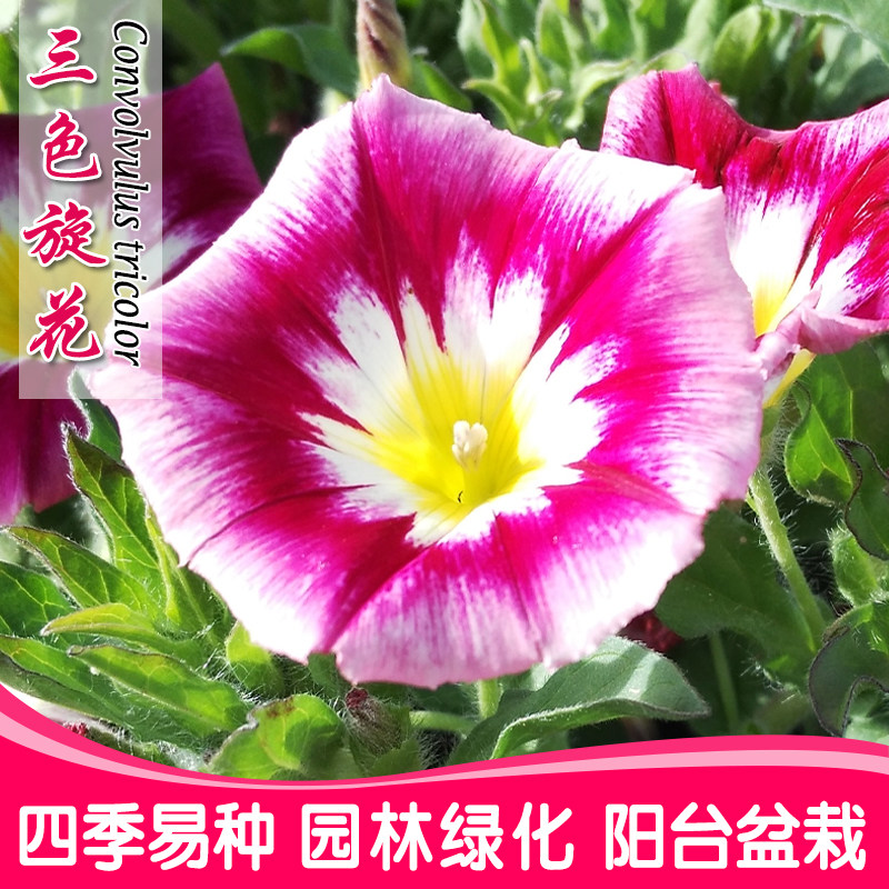 三色旋花花种子草本植物草花花卉耐旱朝颜易活庭院阳台盆栽花种籽