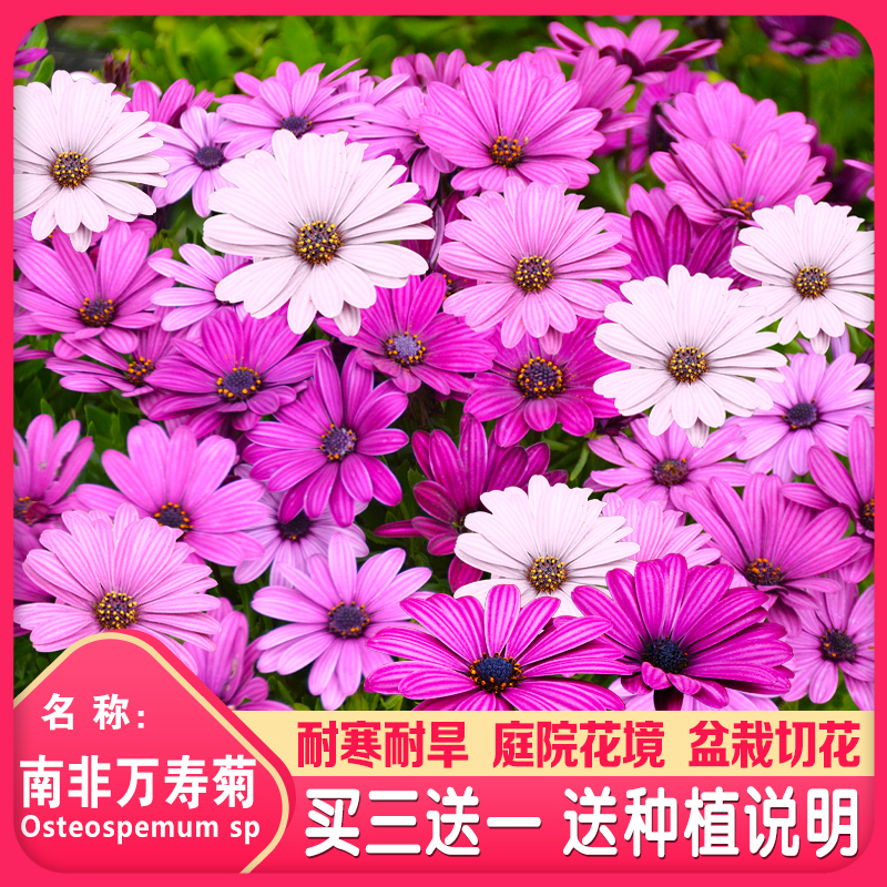 南非万寿菊种子四季种蓝目菊非洲菊种子耐寒景观庭院花卉种子包邮