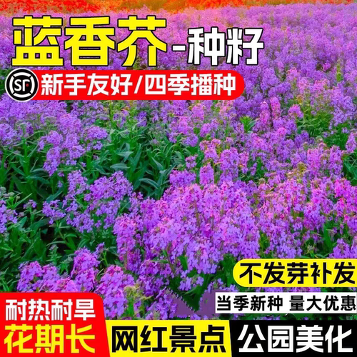 Wholesale blue clover seeds, easy to grow in all seasons