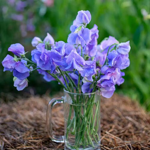 Wholesale Sweet Pea Seeds - All Season Planting恤