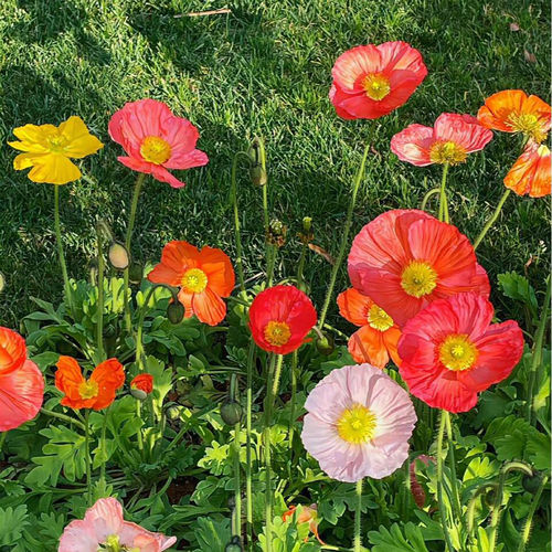 Flower seeds can germinate easily throughout the four season