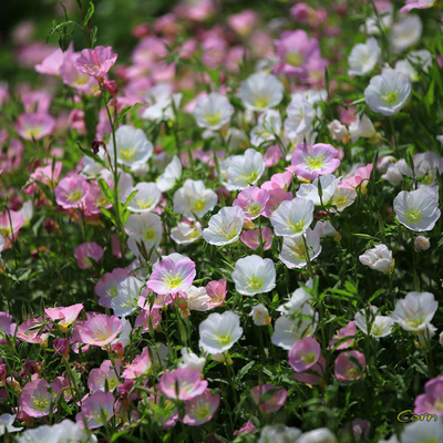 Wholesale outdoor park beautiful evening primrose seeds