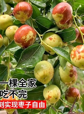 Zao tree seedlings, Zhanhua, Zao tree seedlings, grafted se