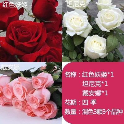Rose seedlings, Kunming, Yunnan, old piles, red roses, old