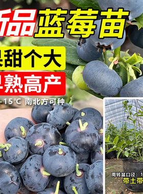 Blueberry tree seedlings with leaves, fruit hanging in the