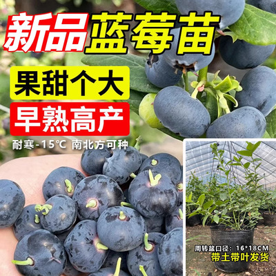 Blueberry tree seedlings with leaves, fruit hanging in the