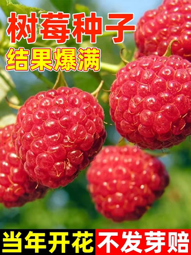 Red Raspberry Seeds, Wild Strawberry Seeds, Black Raspberry