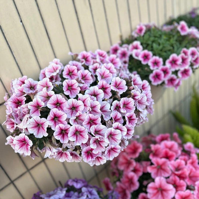Petunia seeds can be planted throughout the four seasons