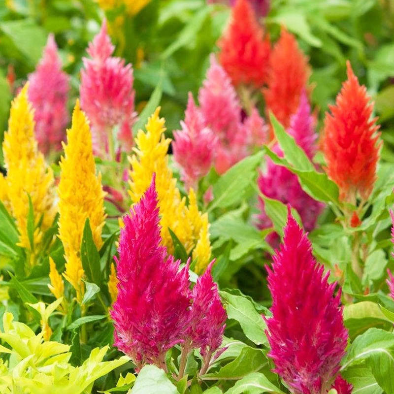 象征“真挚爱情”的凤尾奇花凤尾鸡冠花似凤凰开屏 穗下垂似流苏