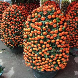 金桔树盆栽 金桔苗砂糖橘树苗脆皮金桔可食用招财客厅带果小桔子