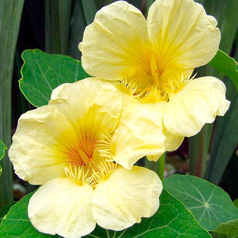 阳台“垂直花墙”速成黄色旱金莲 2个月就能爬满阳台护栏藤蔓垂落