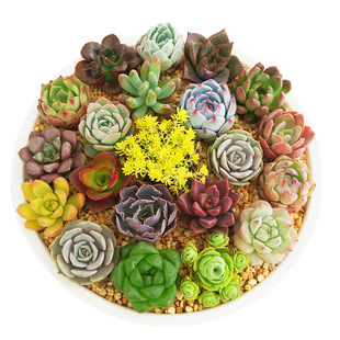 plant green seedling potted ind combination Succulent