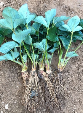 四季草莓苗盆栽阳台食用奶油红颜草莓秧南北方种植果树苗当年结果