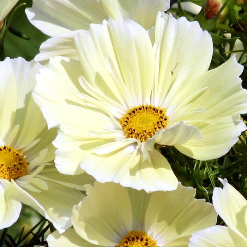 把“草原阳光”插进花瓶!波斯菊柠檬黄秋英格桑花 新手也能养好