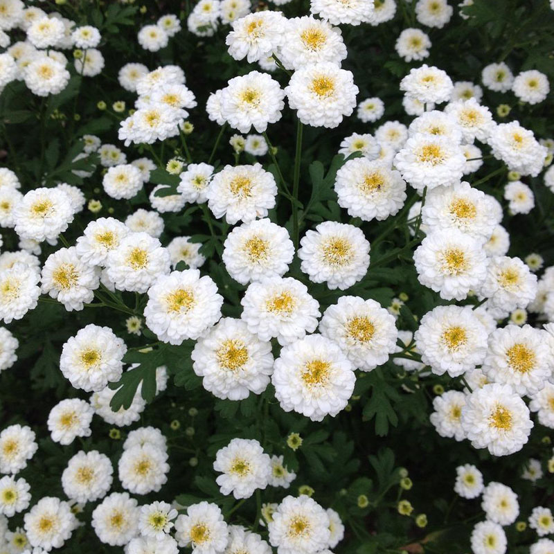 寓意和好与勇气 重瓣洋甘菊德国罗马小白菊 可做切花 新手零失败