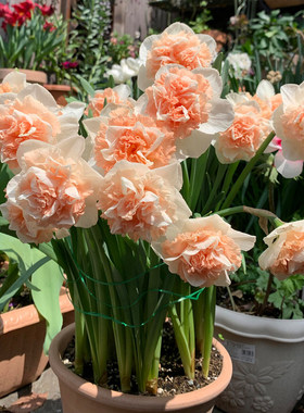 Imported narcissus bulbs for potting and field planting