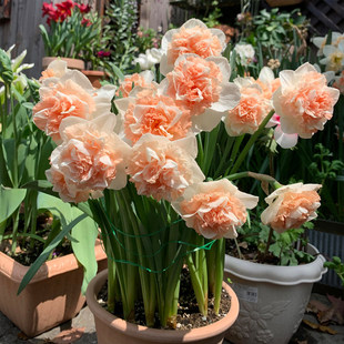 Imported narcissus bulbs for potting and field planting