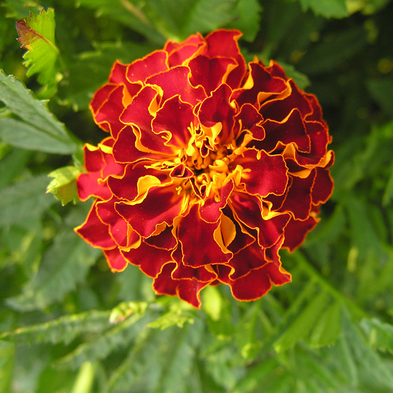 “火神的花束”火红孔雀草红黄小万寿菊翠绿羽状叶风动似火浪翻涌