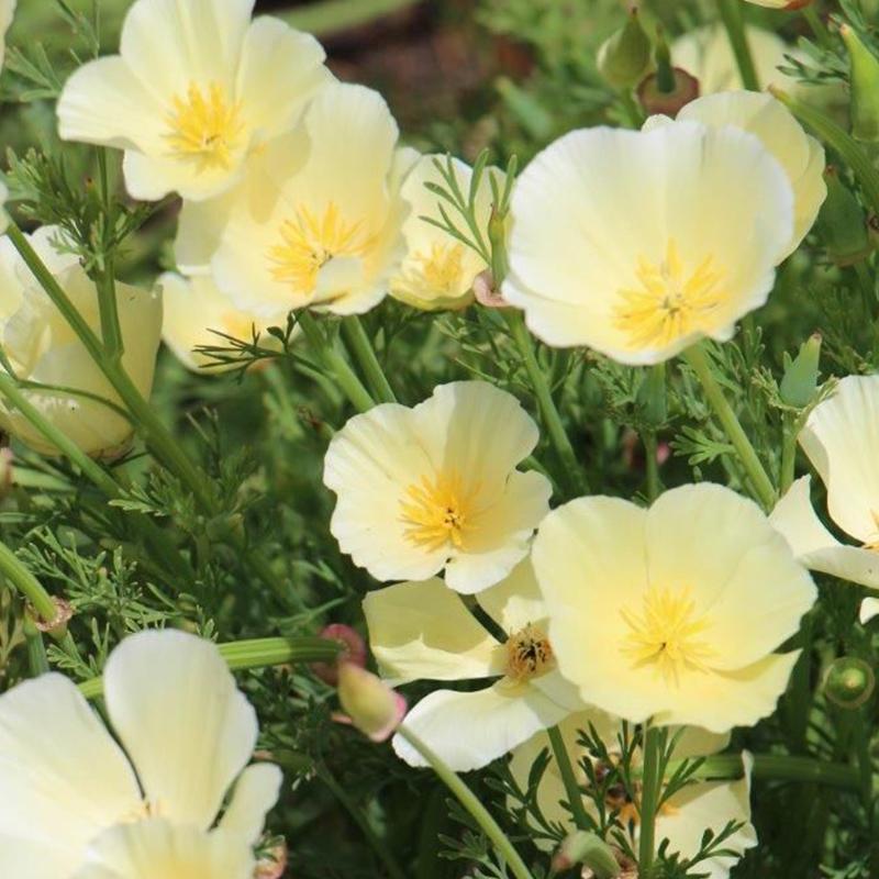 “奶油精灵花”奶油花菱草加州虞美人花 迎早春开 似送了份告白礼