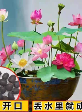Wholesale lotus seed, a year-round hydroponic plant