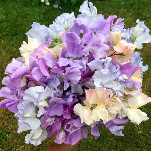 Sweet Pea Seeds, All-Season / Year-Round Planting