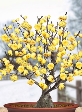 Wintersweet and Red Plum Seedlings for Potted or Ground Plan