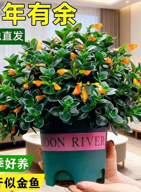 Goldfish Hanging Potted Flowers Four Seasons Flower Viewing.