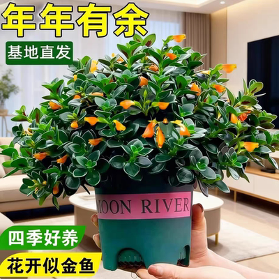 Goldfish Hanging Potted Flowers Four Seasons Flower Viewing.