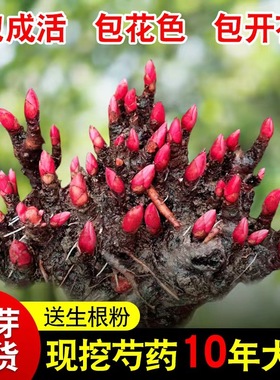Double petaled budding peony seedlings, roots, year-round f