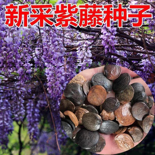 Wholesale wisteria tree seeds, potted plants,easy to survive