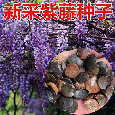 Wholesale wisteria tree seeds, potted plants,easy to survive