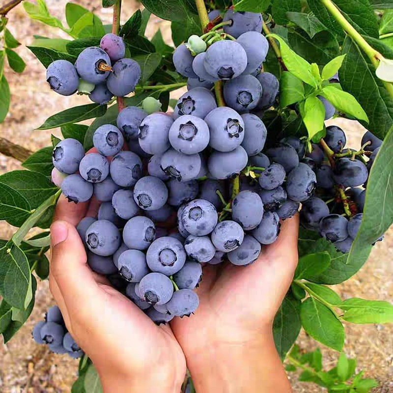 蓝莓苗蓝莓树苗盆栽地栽带土南方北方种植当年结果蓝美一号果树苗