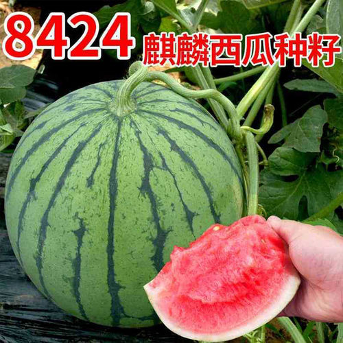 Various Watermelon Seeds for Sale – Plant All Year Round!