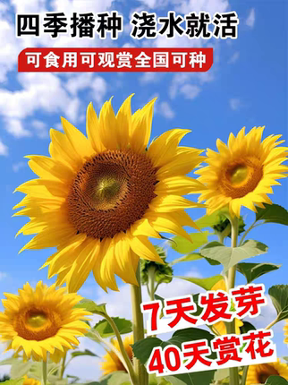 various sunflower seeds suitable for planting in all seasons
