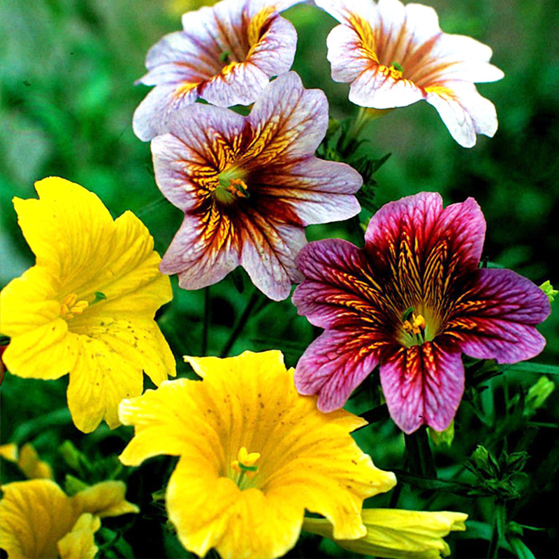 大花美人襟喇叭朝颜烟草 粉白渐变如梦幻星辰 扁漏斗状花型似喇叭